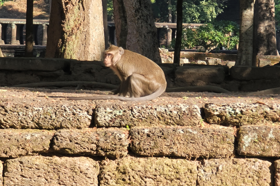 Bayon Temple Monkey